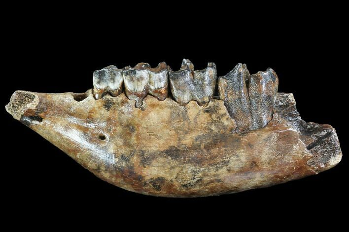 Juvenile Woolly Rhino (Coelodonta) Jaw - Pleistocene #87472